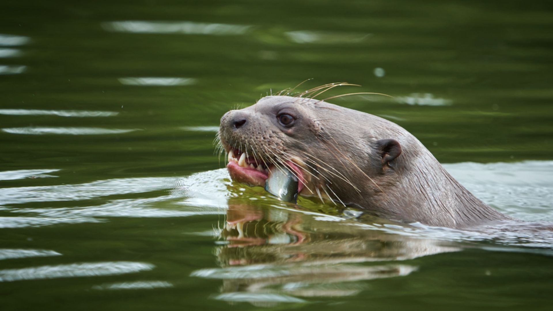 5 common animals in the peruvian amazon Giant River Otter by Paul Bertner